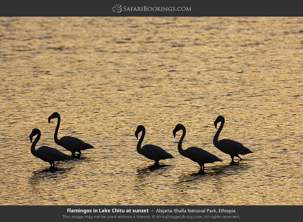 Flamingos in Lake Chitu at sunset in Abijatta-Shalla National Park, Ethiopia