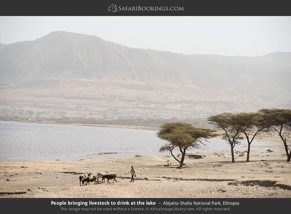 People bringing livestock to drink at the lake, Abijatta-Shalla NP in Abijatta-Shalla National Park, Ethiopia