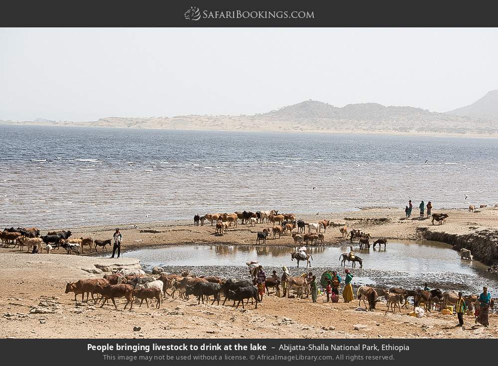 People bringing livestock to drink at the lake, Abijatta-Shalla NP in Abijatta-Shalla National Park, Ethiopia