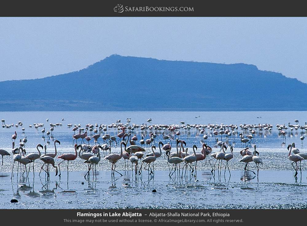 Flamingos in Lake Abijatta in Abijatta-Shalla National Park, Ethiopia