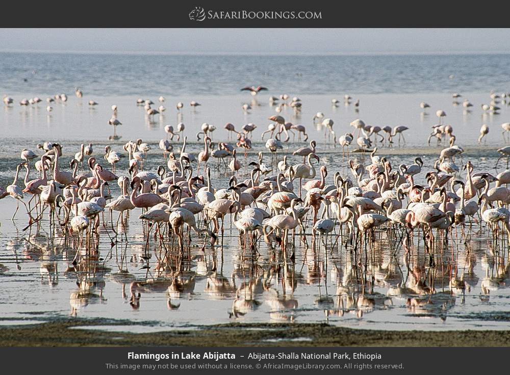 Flamingos in Lake Abijatta in Abijatta-Shalla National Park, Ethiopia