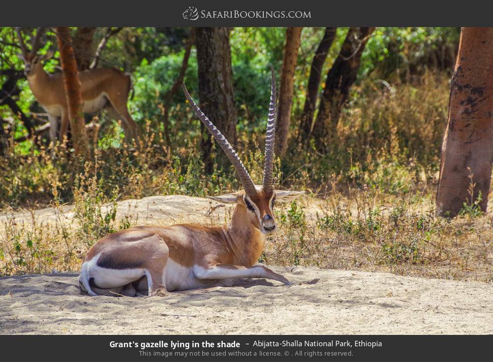 Grant's gazelle lying in the shade in Abijatta-Shalla National Park, Ethiopia