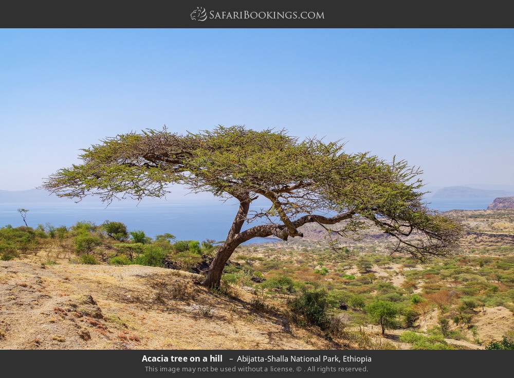 Acacia tree on a hill  in Abijatta-Shalla National Park, Ethiopia