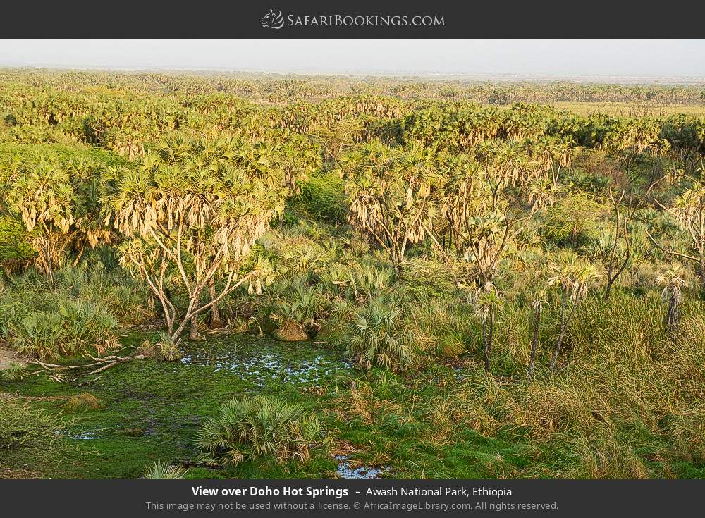 View over Doho Hot Springs, Awash NP in Awash National Park, Ethiopia