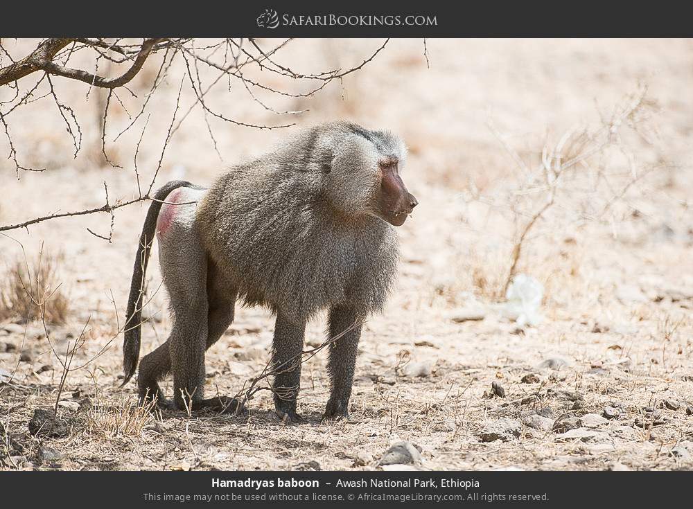 Hamadryas baboon in Awash National Park, Ethiopia