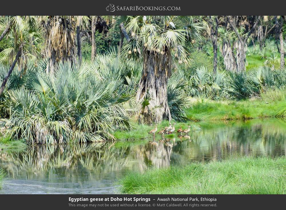 Egyptian geese at Doho Hot Springs in Awash National Park, Ethiopia