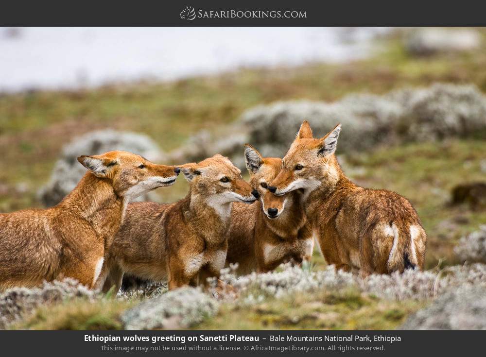 Ethiopian wolves greeting on Sanetti Plateau in Bale Mountains National Park, Ethiopia