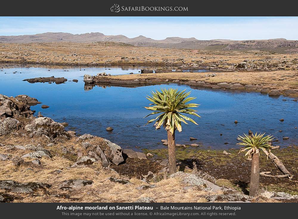 Afro-alpine moorland on Sanetti Plateau, Bale Mountains NP in Bale Mountains National Park, Ethiopia