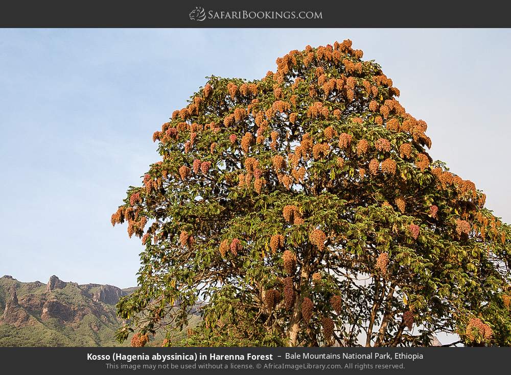 Kosso (Hagenia abyssinica) in Harenna Forest in Bale Mountains National Park, Ethiopia