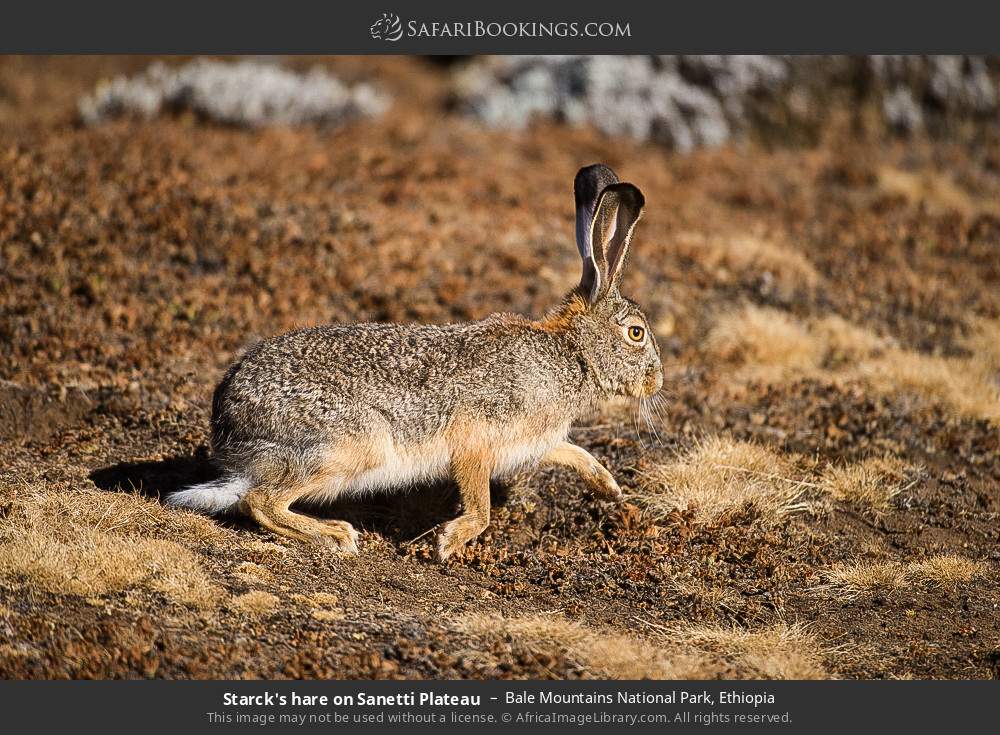 Starck's hare on Sanetti Plateau in Bale Mountains National Park, Ethiopia