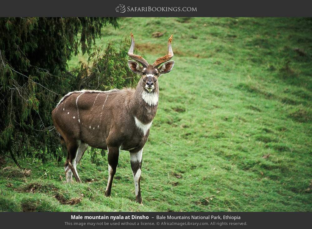 Male mountain nyala at Dinsho, Bale Mountains NP in Bale Mountains National Park, Ethiopia