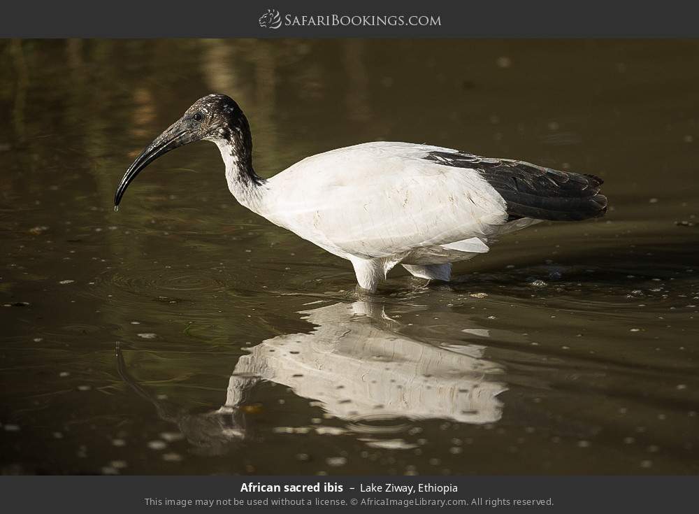African sacred ibis in Lake Ziway, Ethiopia