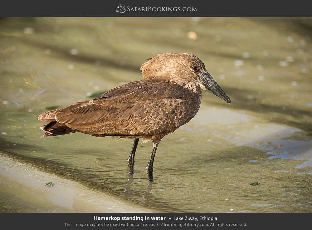 Hamerkop standing in water in Lake Ziway, Ethiopia