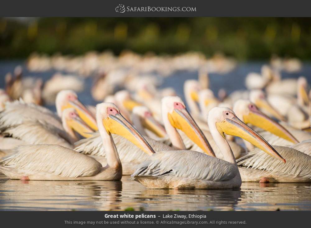 Great white pelicans in Lake Ziway, Ethiopia
