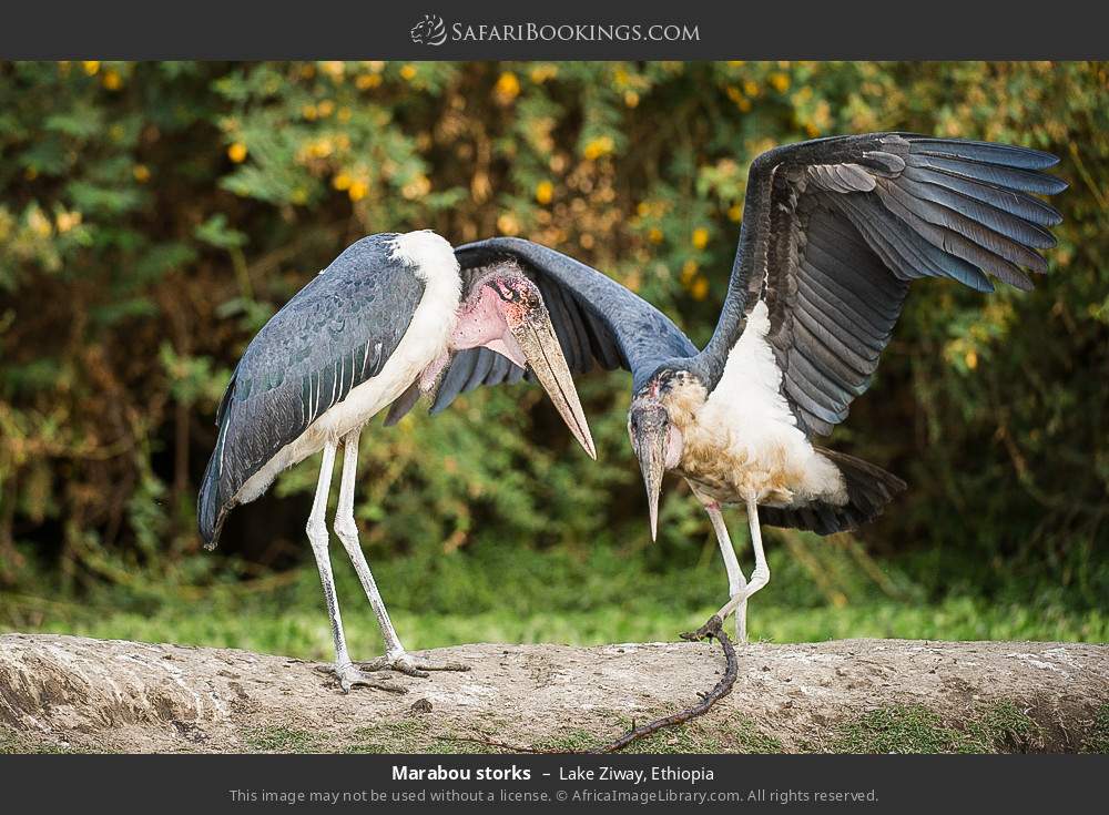 Marabou storks in Lake Ziway, Ethiopia