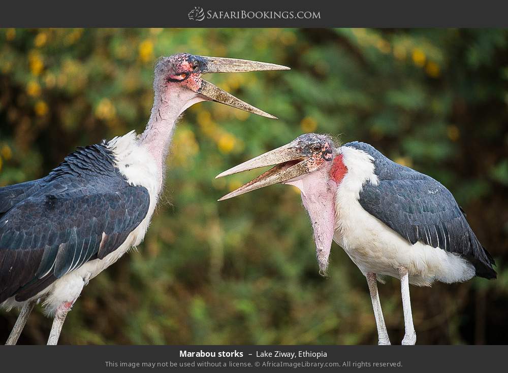 Marabou storks in Lake Ziway, Ethiopia