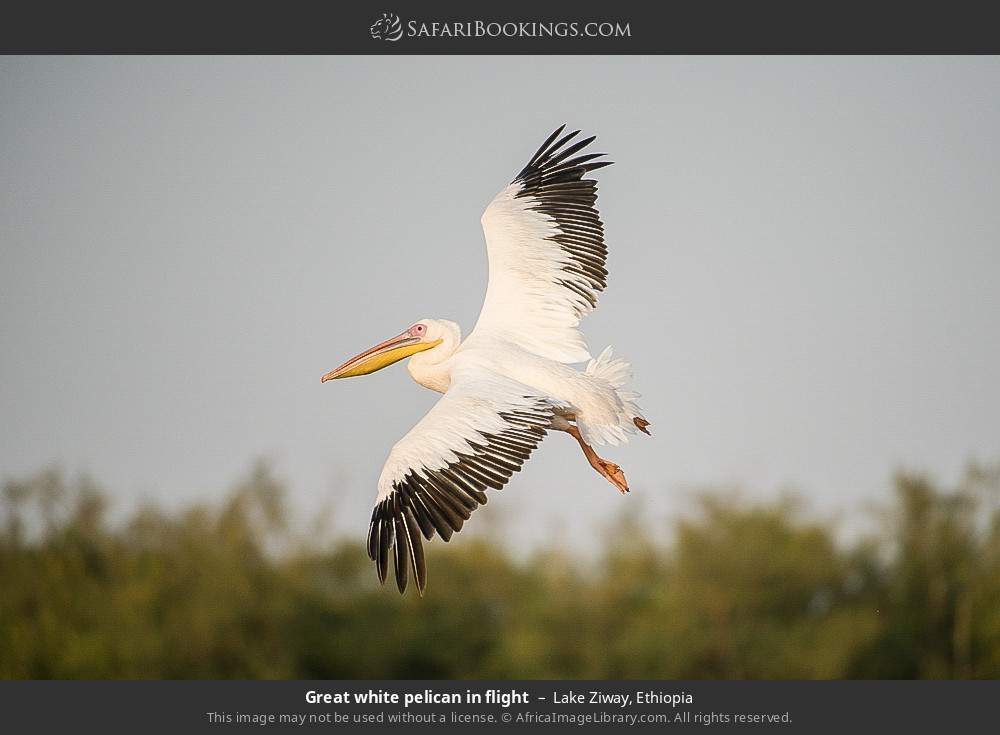 Great white pelican in flight in Lake Ziway, Ethiopia