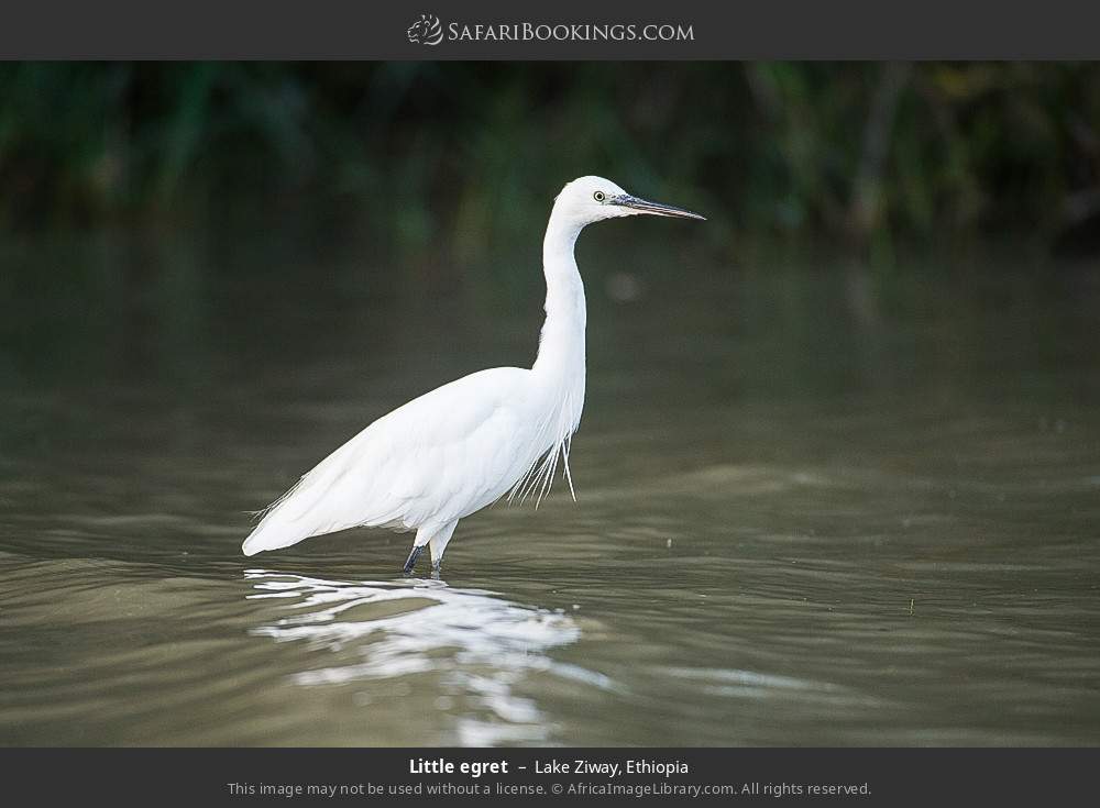 Little egret in Lake Ziway, Ethiopia
