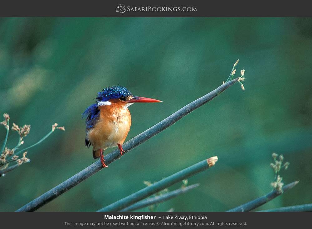 Malachite kingfisher in Lake Ziway, Ethiopia