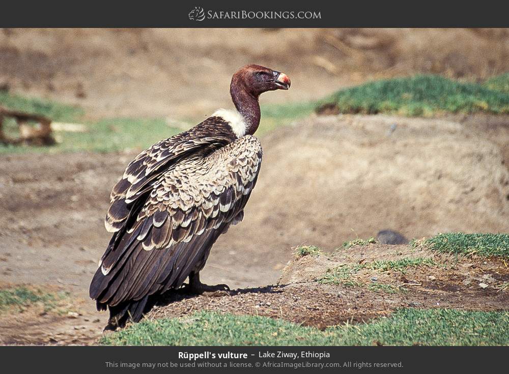 Rüppell's vulture in Lake Ziway, Ethiopia