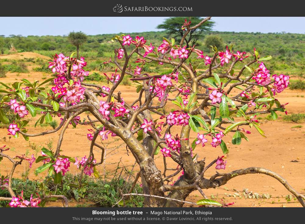 Blooming bottle tree in Mago National Park, Ethiopia