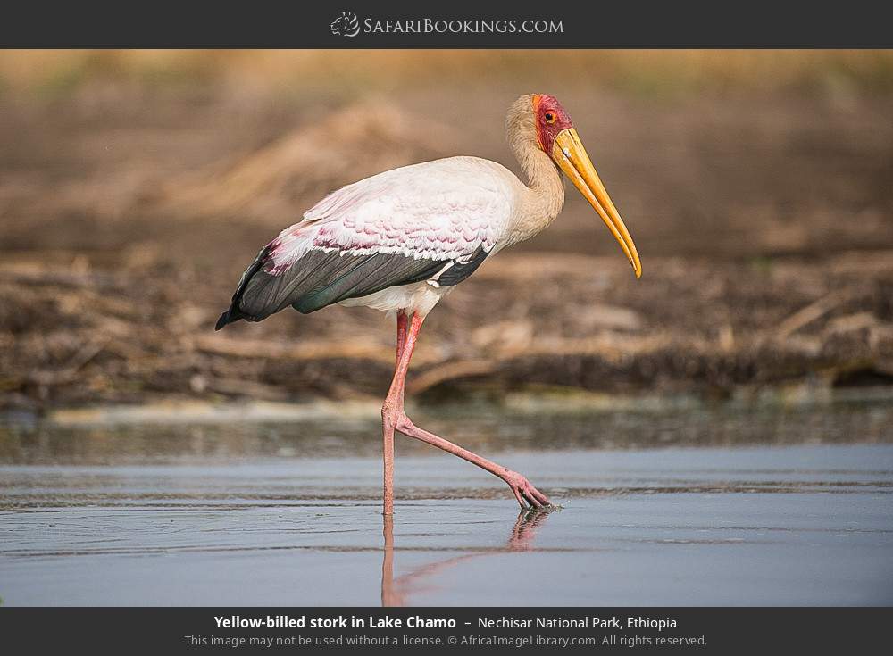 Yellow-billed stork in Lake Chamo in Nechisar National Park, Ethiopia