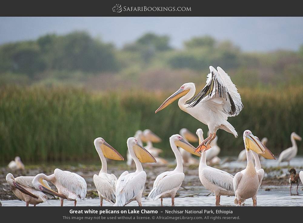 Great white pelicans on Lake Chamo in Nechisar National Park, Ethiopia