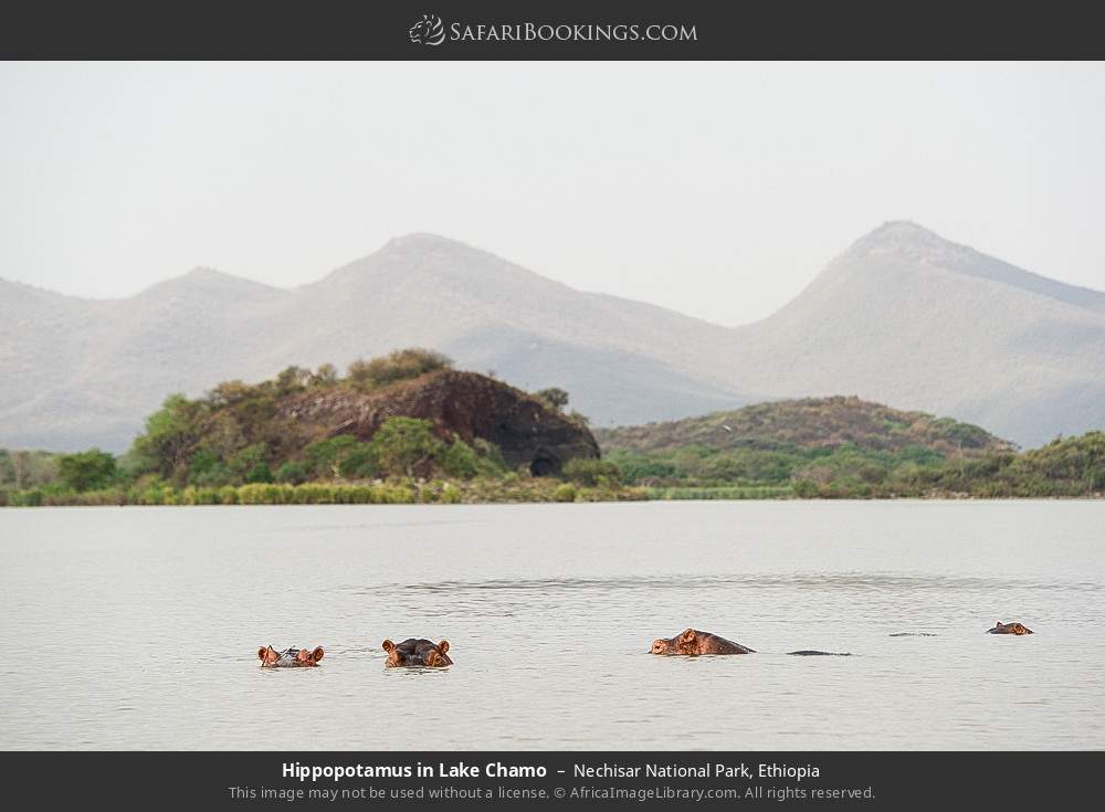 Hippos in Lake Chamo in Nechisar National Park, Ethiopia