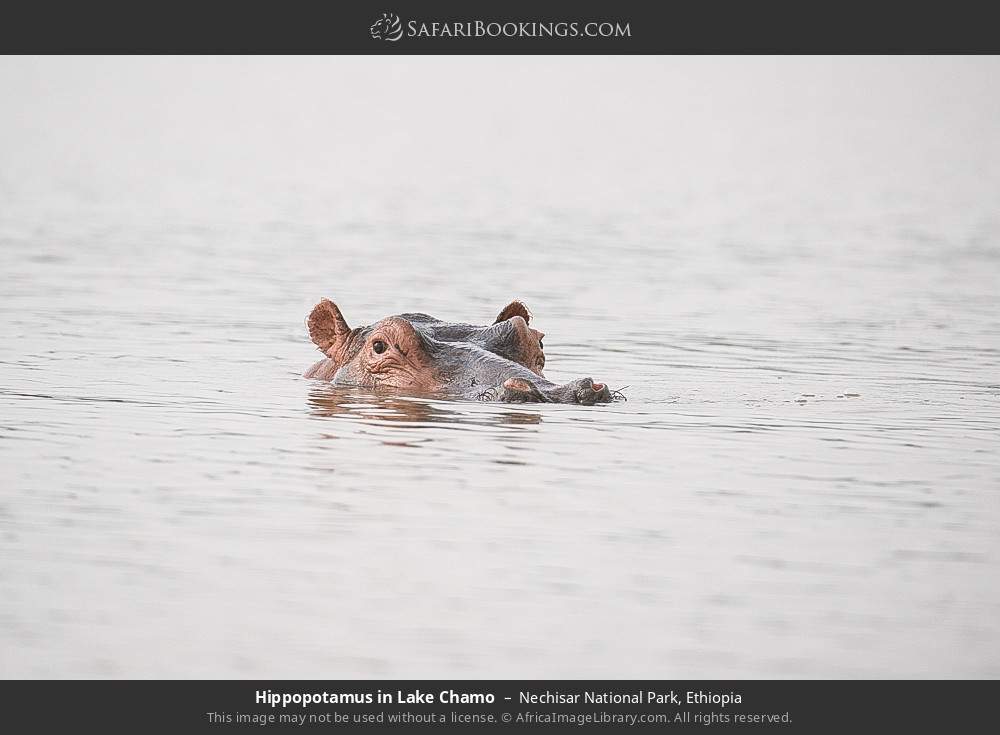 Hippopotamus in Lake Chamo in Nechisar National Park, Ethiopia