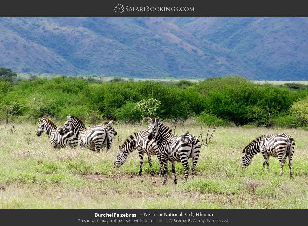 Plains zebras in Nechisar National Park, Ethiopia