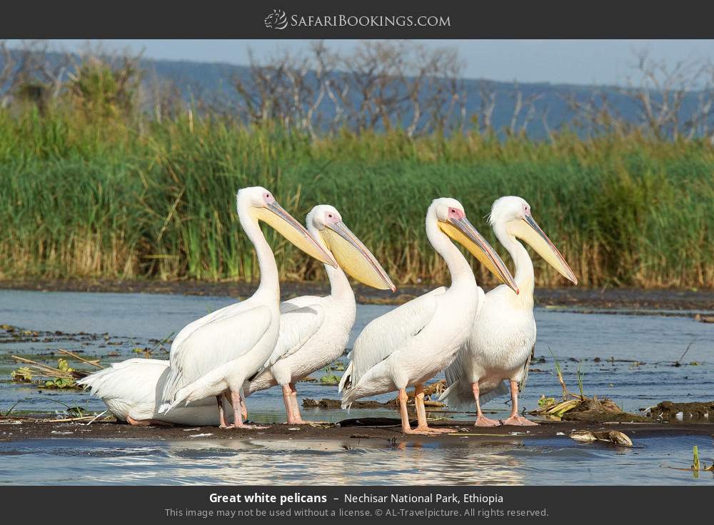 Great white pelicans in Nechisar National Park, Ethiopia
