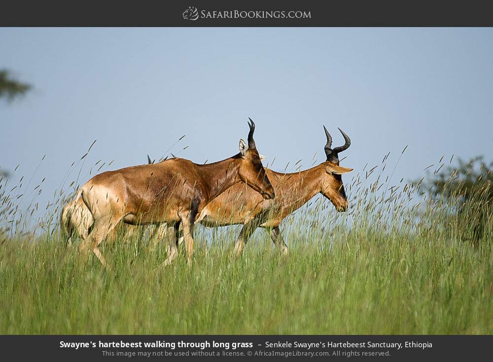 Swayne's hartebeest walking through long grass in Senkele Swayne's Hartebeest Sanctuary, Ethiopia