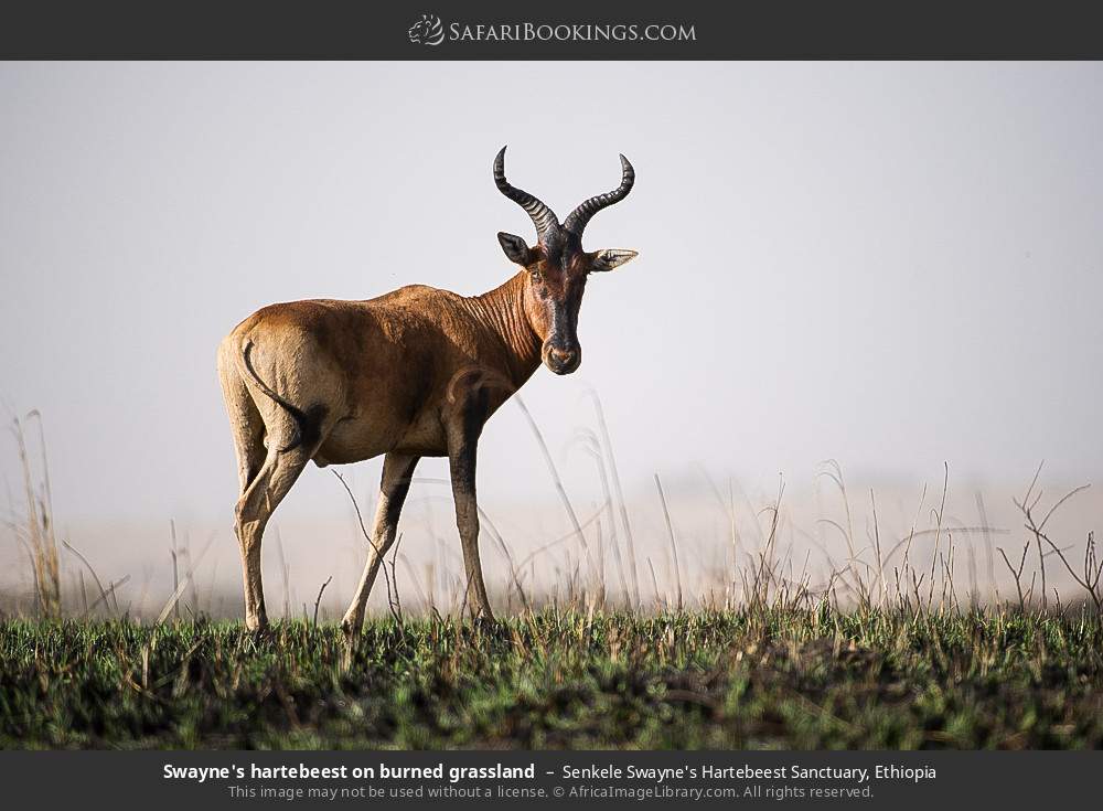 Swayne's hartebeest on burned grassland in Senkele Swayne's Hartebeest Sanctuary, Ethiopia