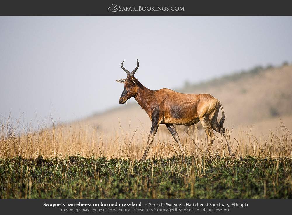 Swayne's hartebeest on burned grassland in Senkele Swayne's Hartebeest Sanctuary, Ethiopia