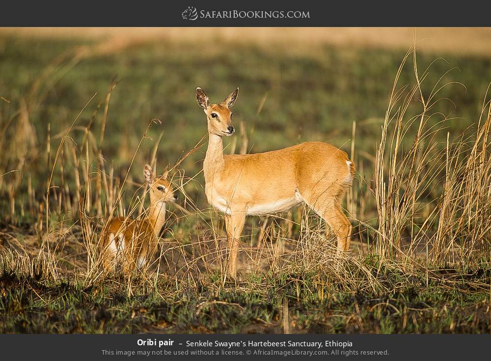 Oribi pair in Senkele Swayne's Hartebeest Sanctuary, Ethiopia