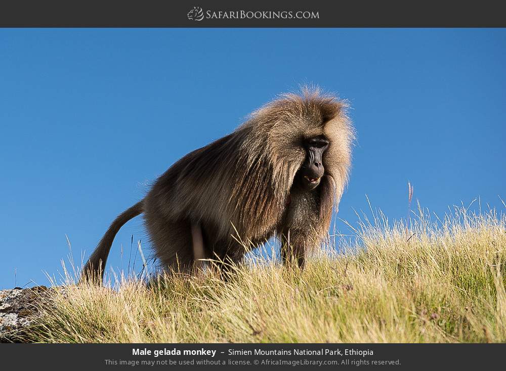 Male gelada monkey in Simien Mountains National Park, Ethiopia