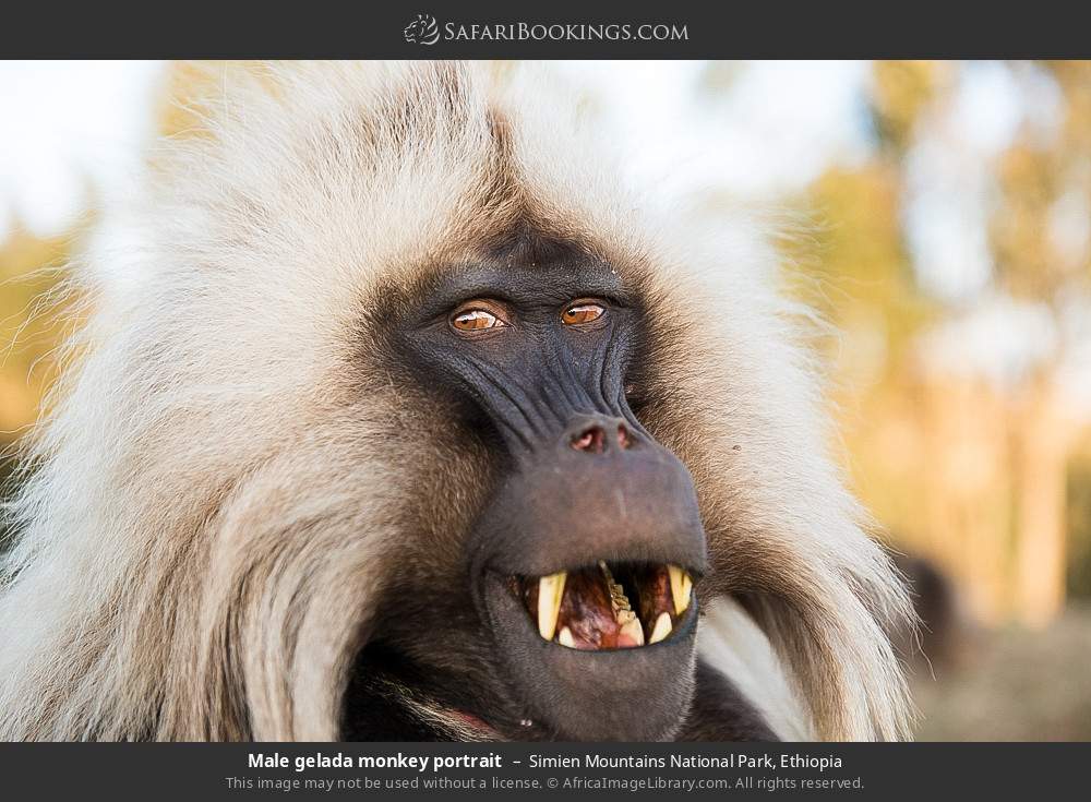 Male gelada monkey portrait in Simien Mountains National Park, Ethiopia