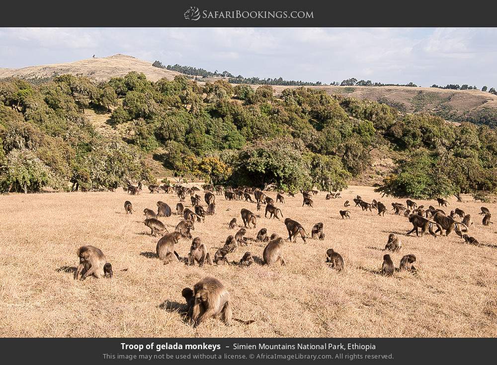 Troop of gelada monkeys, Simien Mountains NP in Simien Mountains National Park, Ethiopia