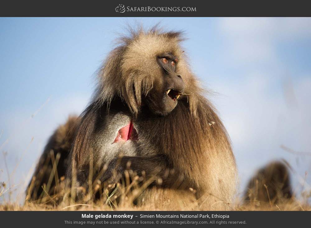 Male gelada monkey in Simien Mountains National Park, Ethiopia