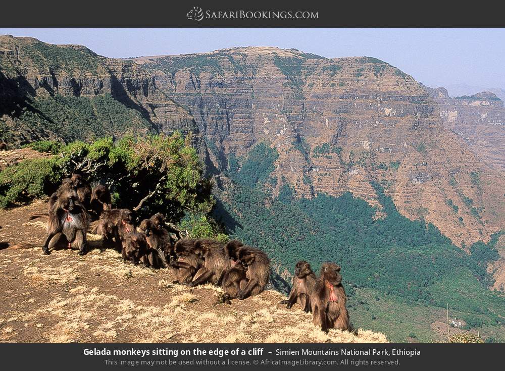 Gelada monkeys sitting on the edge of a cliff, Simien Mountains NP in Simien Mountains National Park, Ethiopia