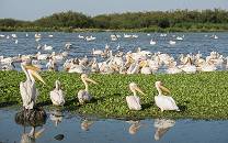 Lake Ziway