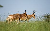 Senkele Swayne’s Hartebeest Sanctuary