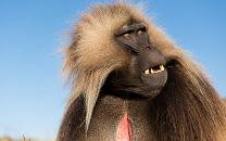 Male gelada monkey