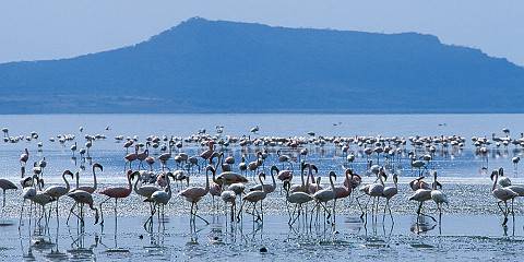 Abijatta-Shalla Lakes National Park Safari