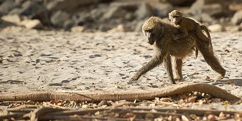 4-Day Wenchi Crater - Lake Awash Park Wildlife Safari