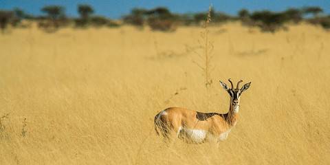 3-Day Awash National Park