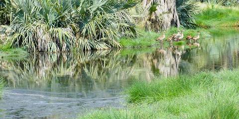 Awash National Park Adventure and Surrounding Tour