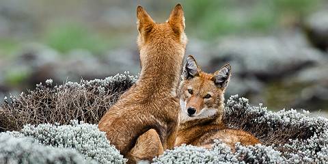 12-Day Ultimate Ethiopian Wildlife Adventure Tour