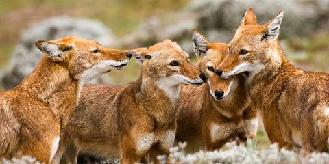 4-Day Bale Mountain Safari Experience