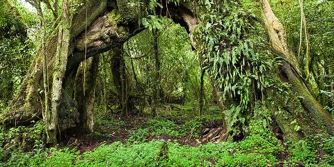 Bale Mountain National Park Trekking